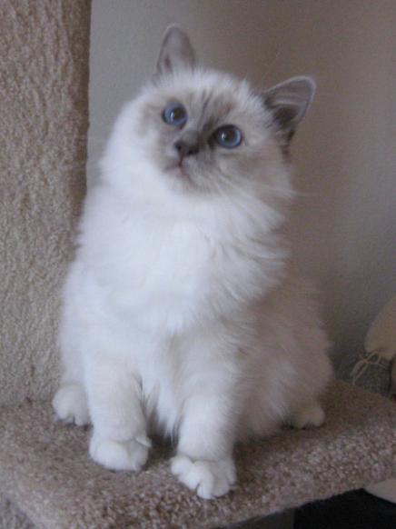 birman kittens, blue point